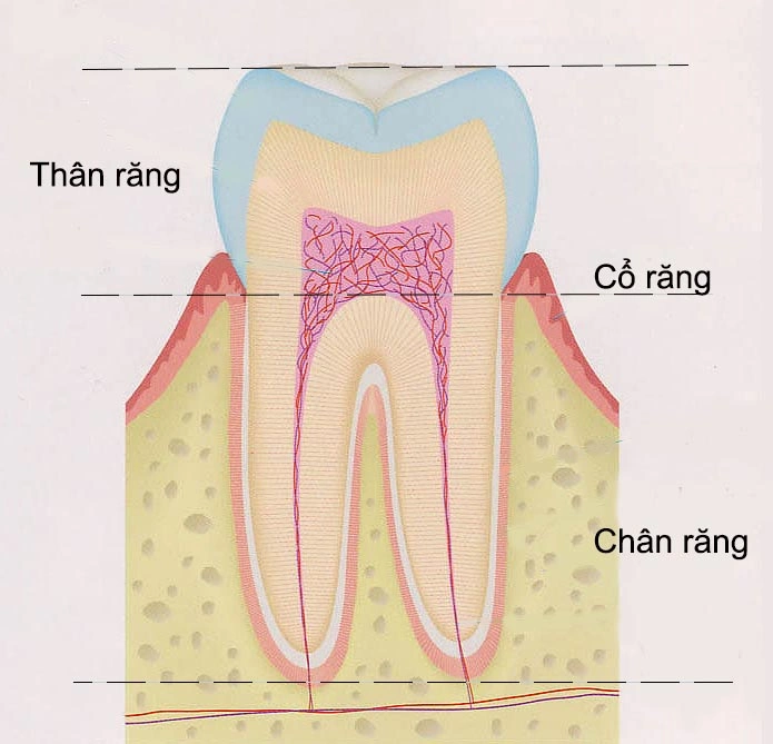 cấu tạo răng khôn