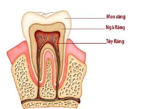 cấu tạo răng số 8